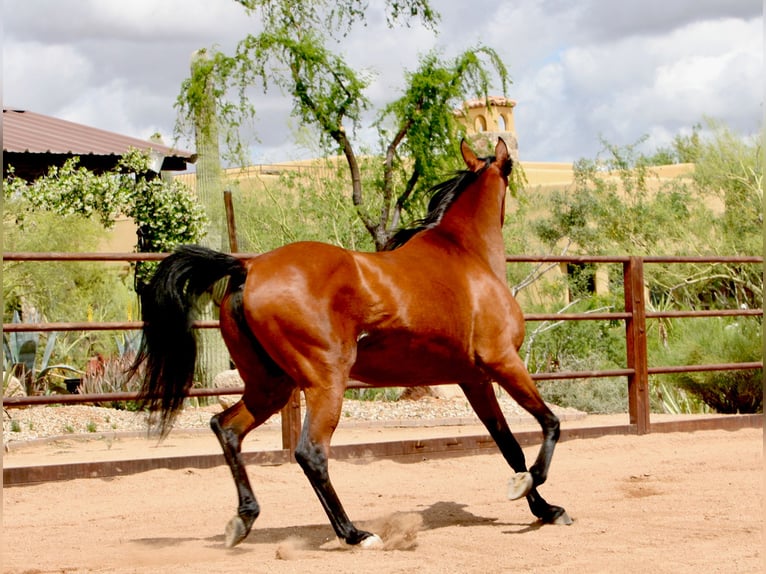 Arabe égyptien Jument 13 Ans 163 cm Bai cerise in Scottsdale