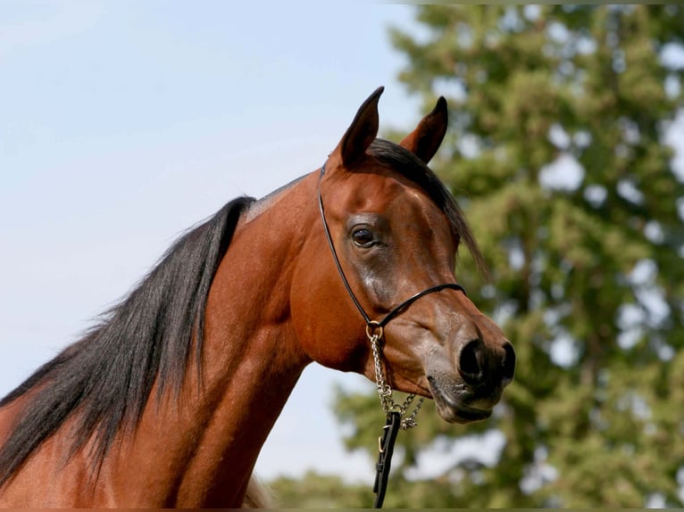 Arabe égyptien Jument 13 Ans 163 cm Bai cerise in Scottsdale