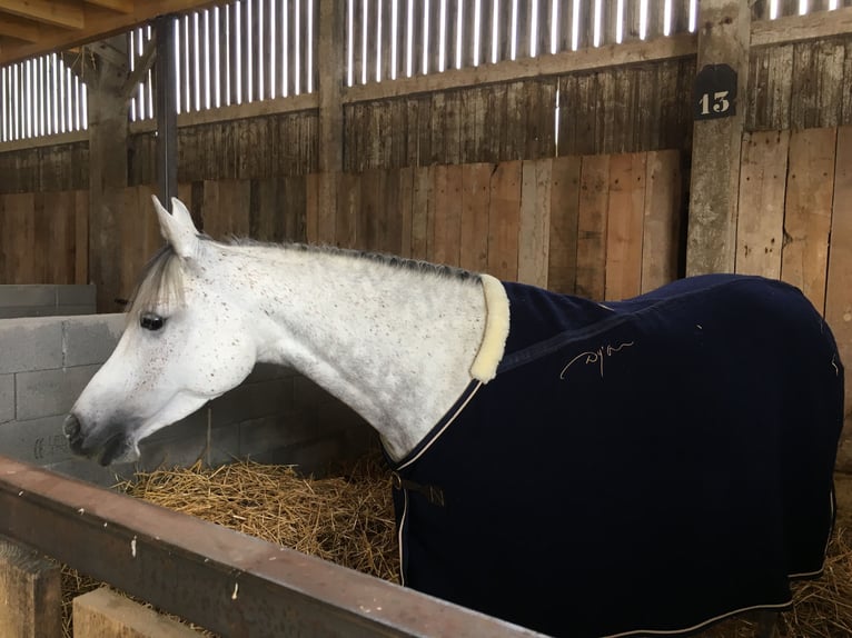 Arabe égyptien Jument 14 Ans 147 cm Gris in Sacy le grand