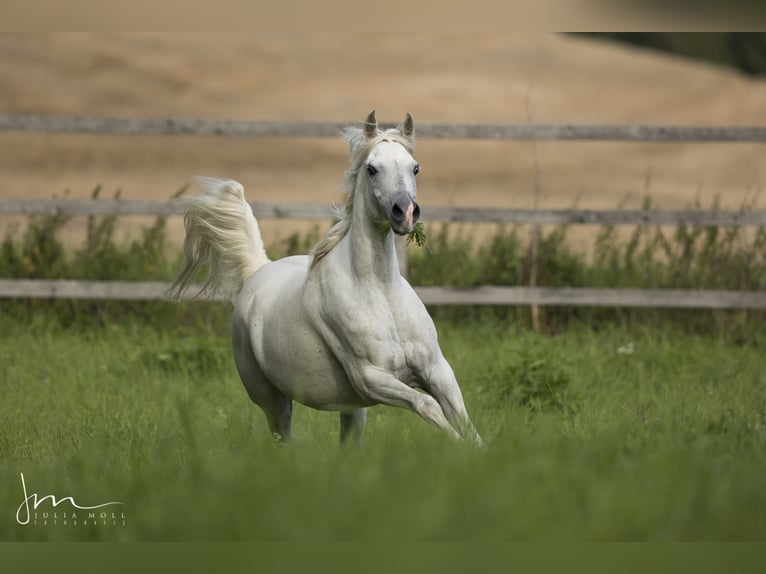 Arabe égyptien Jument 14 Ans 155 cm Gris in Geisenfeld