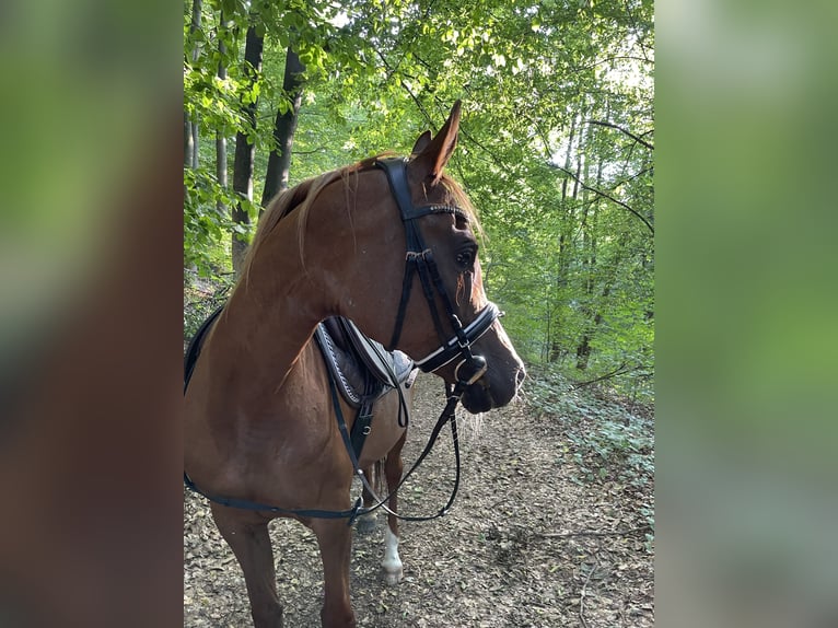 Arabe égyptien Jument 15 Ans 145 cm Alezan in Blekendorf