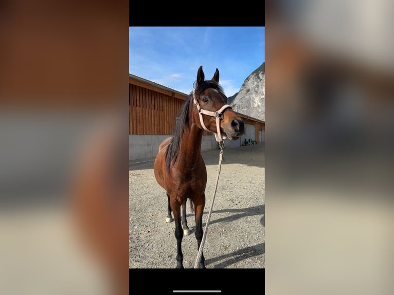 Arabe égyptien Jument 15 Ans 151 cm Bai brun in Innsbruck