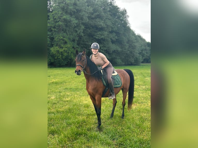 Arabe égyptien Jument 15 Ans 153 cm Bai in Wassertr&#xFC;dingen