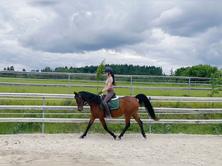 Arabe égyptien Jument 16 Ans 153 cm Bai in Wassertrüdingen