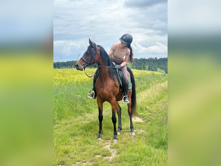 Arabe égyptien Jument 16 Ans 153 cm Bai in Wassertrüdingen