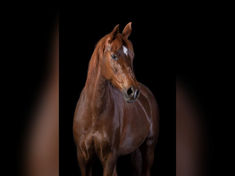 Arabe égyptien Croisé Jument 16 Ans 155 cm Alezan brûlé in Duisburg