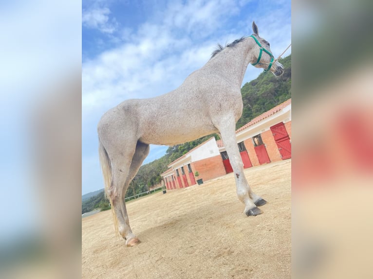 Arabe égyptien Jument 16 Ans 165 cm Gris in Sant Andreu De Llavaneres
