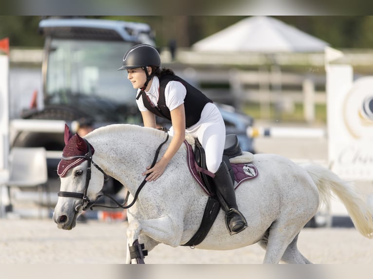 Arabe égyptien Croisé Jument 17 Ans 141 cm Gris moucheté in Cheb