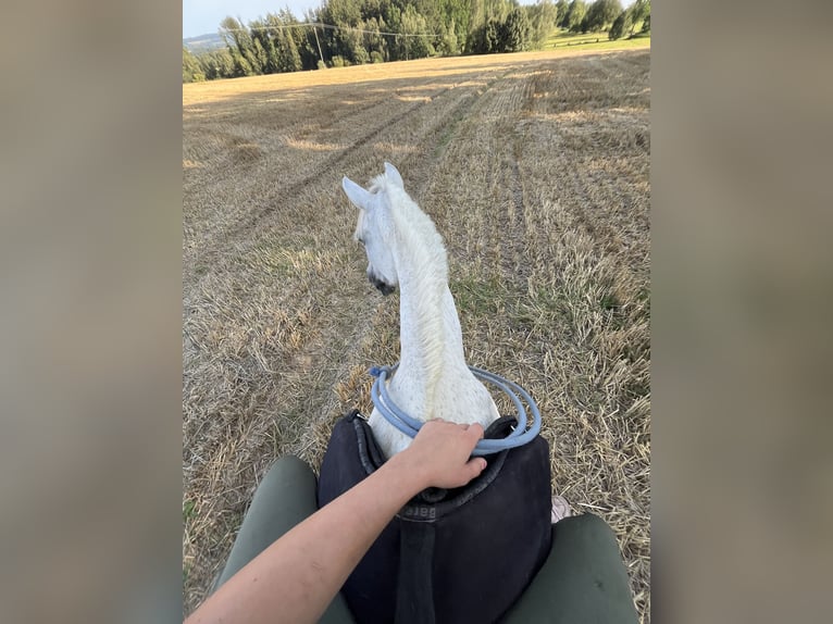 Arabe égyptien Croisé Jument 17 Ans 141 cm Gris moucheté in Cheb