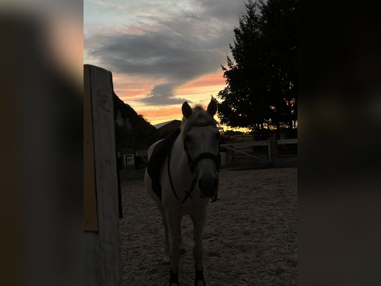 Arabe égyptien Croisé Jument 17 Ans 141 cm Gris moucheté in Cheb