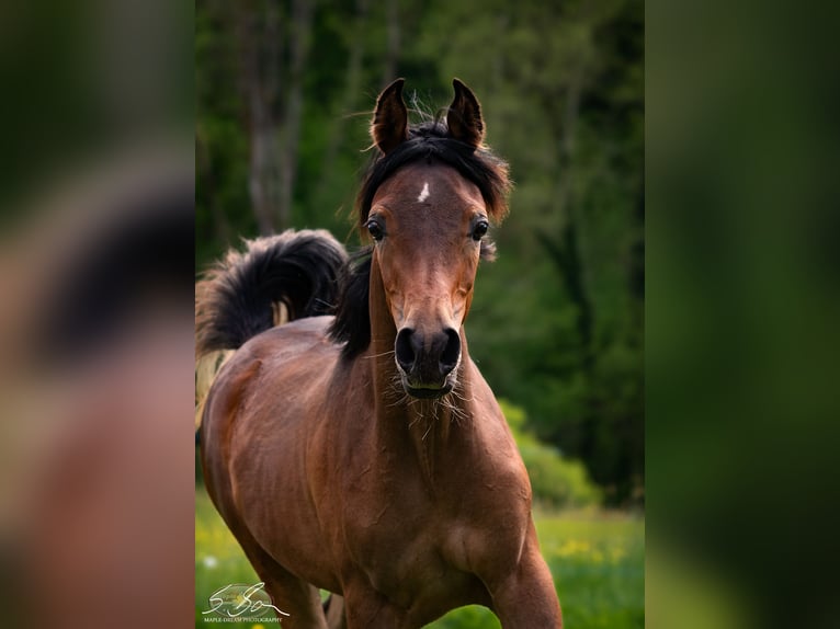Arabe égyptien Jument 1 Année 154 cm Bai in Biesdorf