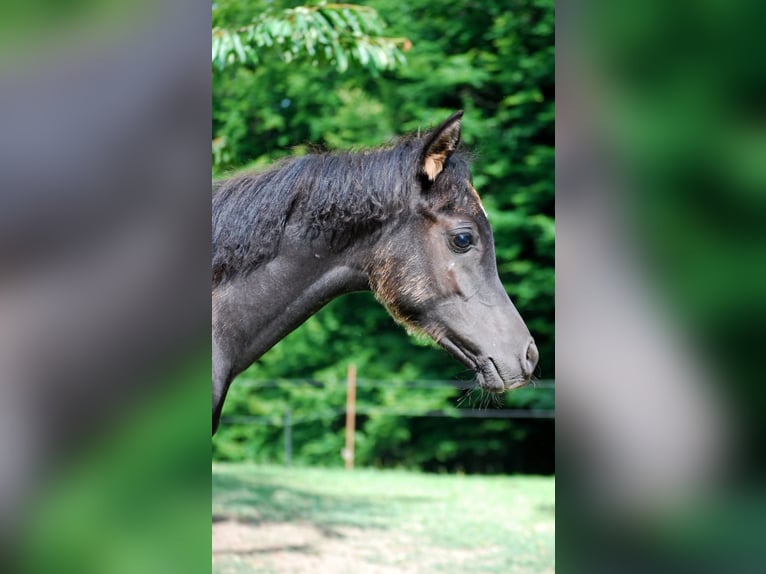 Arabe égyptien Jument 1 Année 154 cm Noir in Röhrnbach