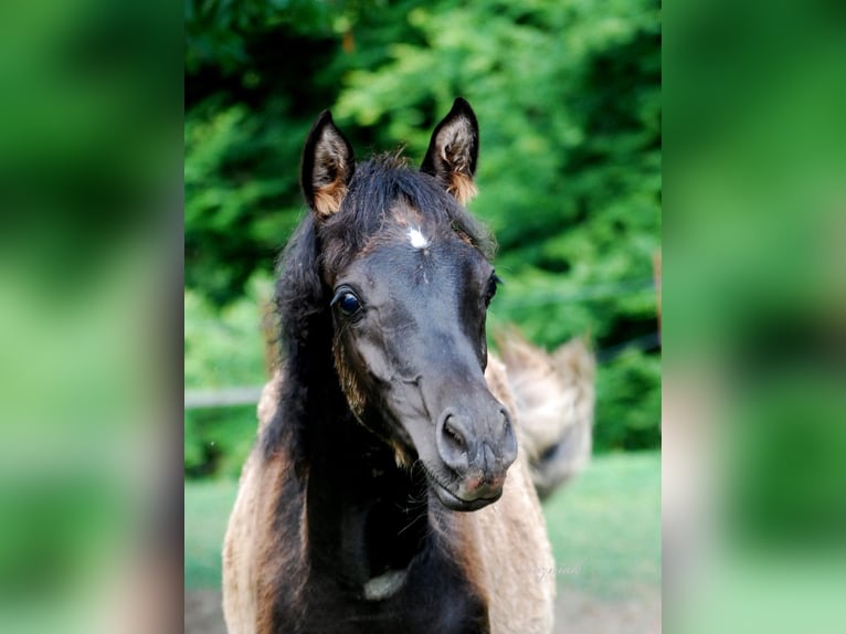 Arabe égyptien Jument 1 Année 154 cm Noir in Röhrnbach