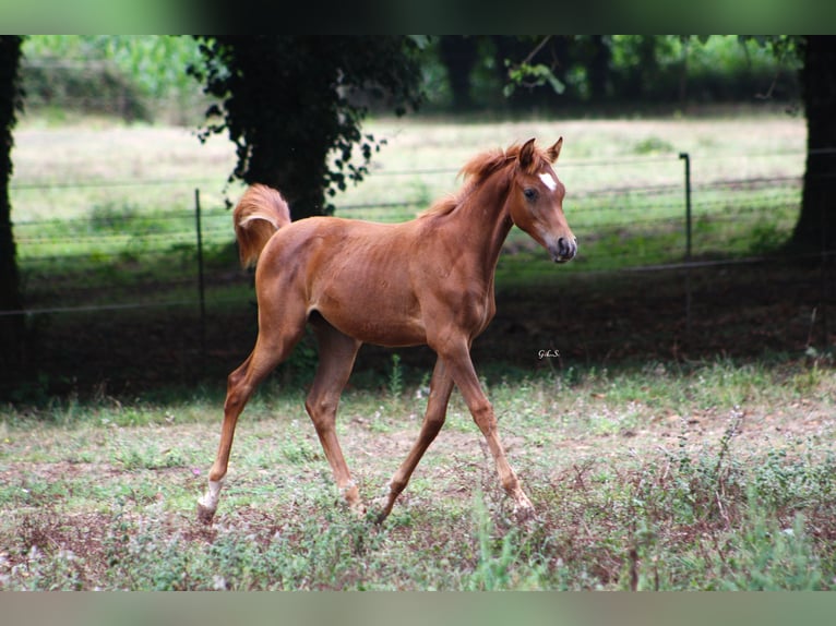 Arabe égyptien Jument 1 Année 157 cm Alezan in Guarda, A