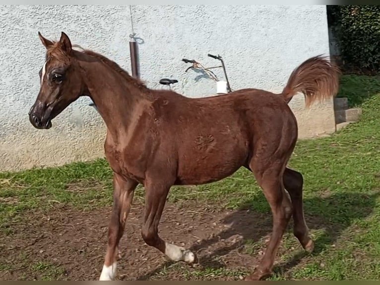 Arabe égyptien Jument 1 Année Alezan brûlé in Ribadesella