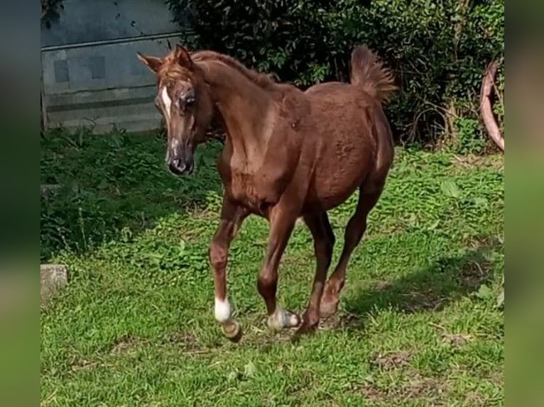 Arabe égyptien Jument 1 Année Alezan brûlé in Ribadesella