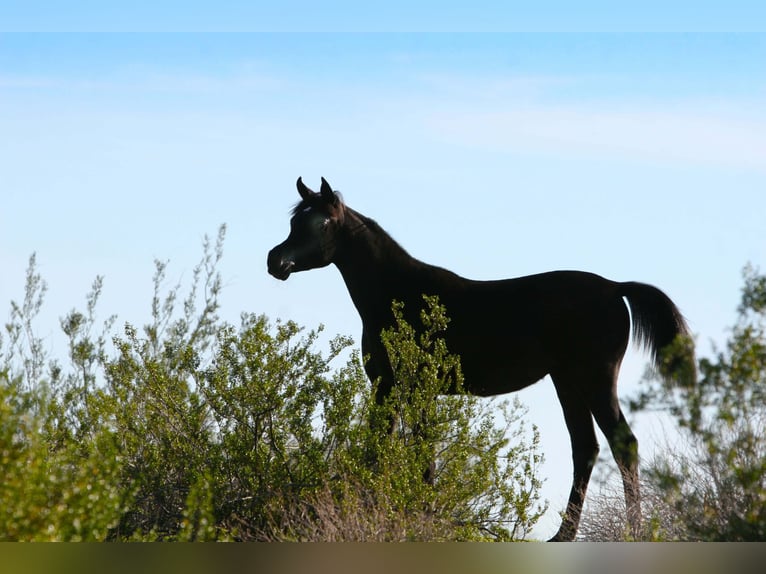 Arabe égyptien Jument 1 Année Noir in Scottsdale, Arizona