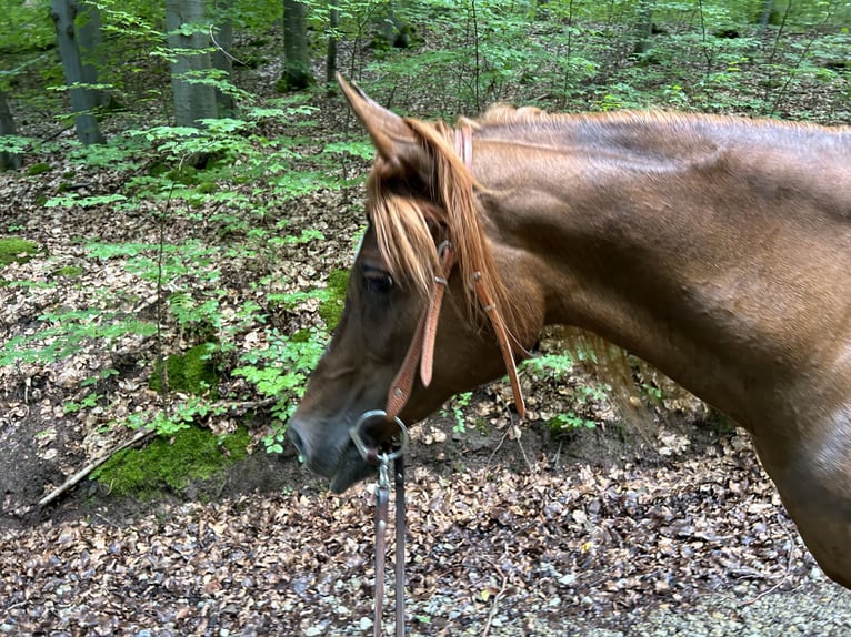 Arabe égyptien Jument 21 Ans 154 cm Alezan brûlé in Gifhorn
