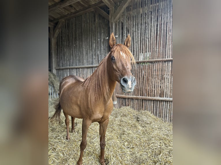 Arabe égyptien Jument 21 Ans 154 cm Alezan brûlé in Gifhorn