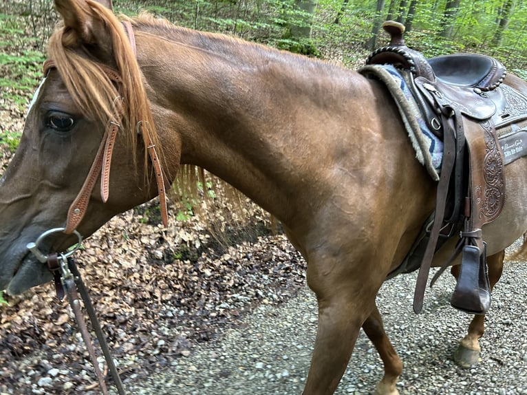 Arabe égyptien Jument 21 Ans 154 cm Alezan brûlé in Gifhorn