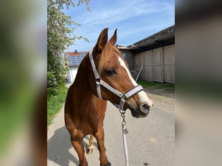 Arabe égyptien Jument 21 Ans 155 cm Alezan in Niederaichbach