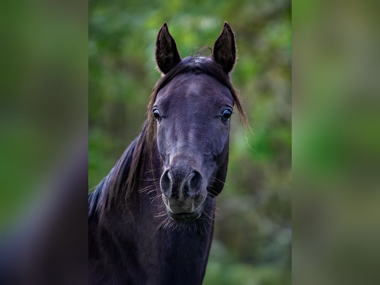 Arabe égyptien Jument 2 Ans 150 cm Noir in Biesdorf
