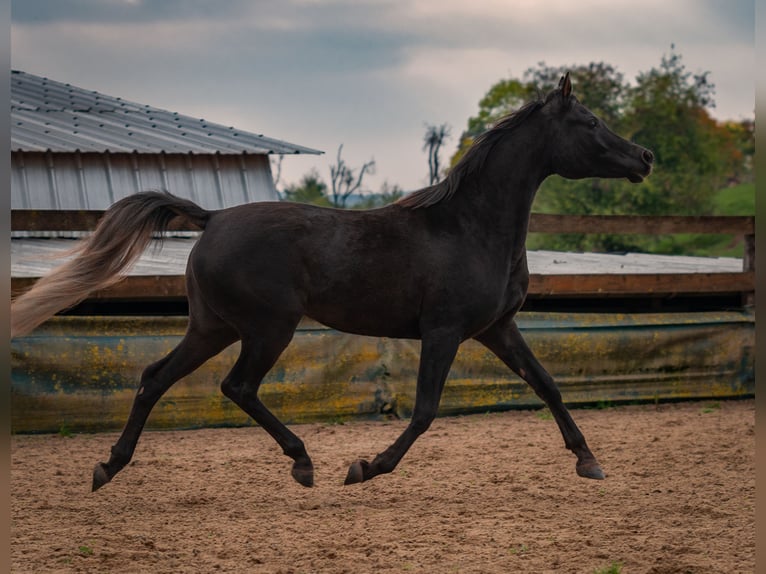 Arabe égyptien Jument 2 Ans 150 cm Noir in Biesdorf