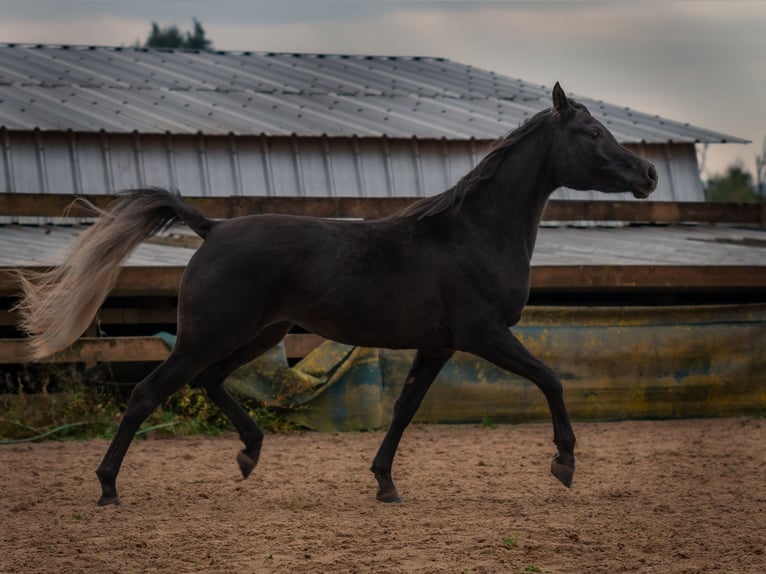Arabe égyptien Jument 2 Ans 150 cm Noir in Biesdorf