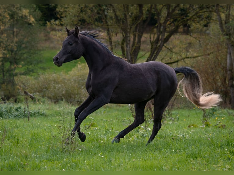Arabe égyptien Jument 2 Ans 150 cm Noir in Biesdorf
