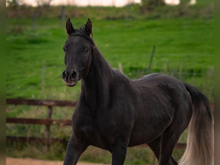 Arabe égyptien Jument 2 Ans 150 cm Noir in Biesdorf