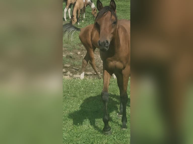Arabe égyptien Jument 2 Ans 150 cm Rabicano in Haunetal
