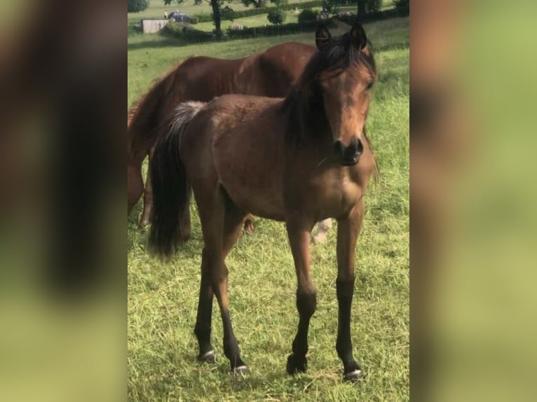 Arabe égyptien Jument 2 Ans 150 cm Rabicano in Haunetal