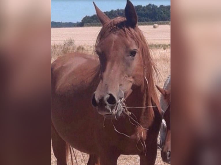 Arabe égyptien Jument 2 Ans 150 cm Rabicano in Haunetal