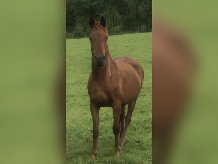 Arabe égyptien Jument 2 Ans 150 cm Rabicano in Haunetal