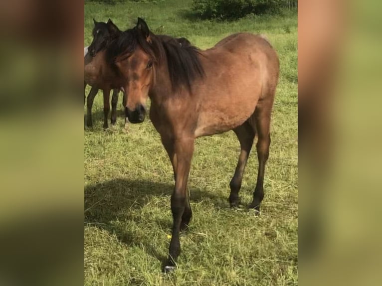 Arabe égyptien Jument 2 Ans 150 cm Rabicano in Haunetal
