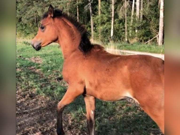 Arabe égyptien Jument 2 Ans 150 cm Rabicano in Haunetal