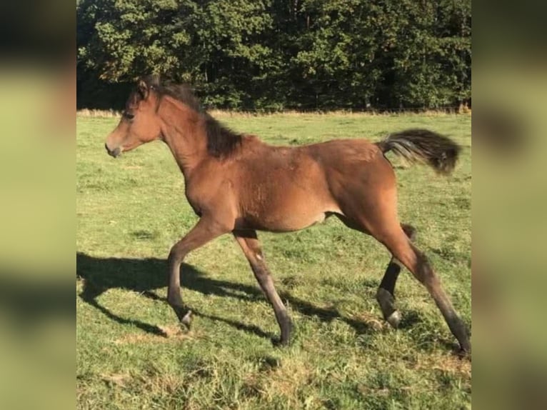 Arabe égyptien Jument 2 Ans 150 cm Rabicano in Haunetal