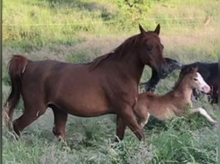 Arabe égyptien Jument 2 Ans 150 cm Rabicano in Haunetal