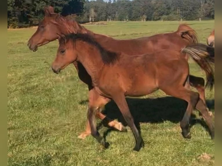 Arabe égyptien Jument 2 Ans 150 cm Rabicano in Haunetal