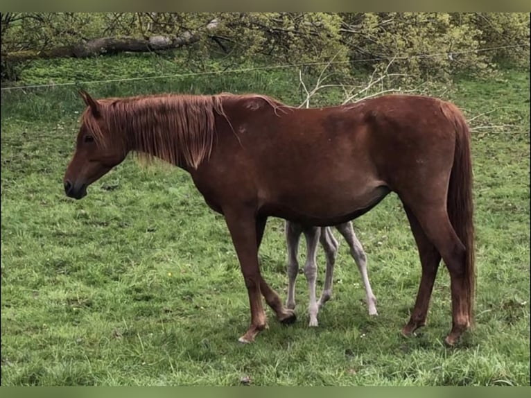 Arabe égyptien Jument 2 Ans 150 cm Rabicano in Haunetal