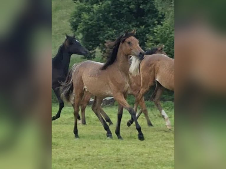 Arabe égyptien Jument 2 Ans 150 cm Rabicano in Haunetal