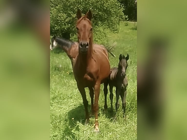 Arabe égyptien Jument 2 Ans 150 cm Rabicano in Haunetal