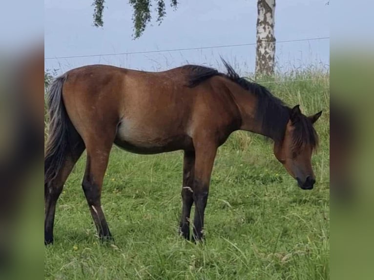 Arabe égyptien Jument 2 Ans 150 cm Rabicano in Haunetal