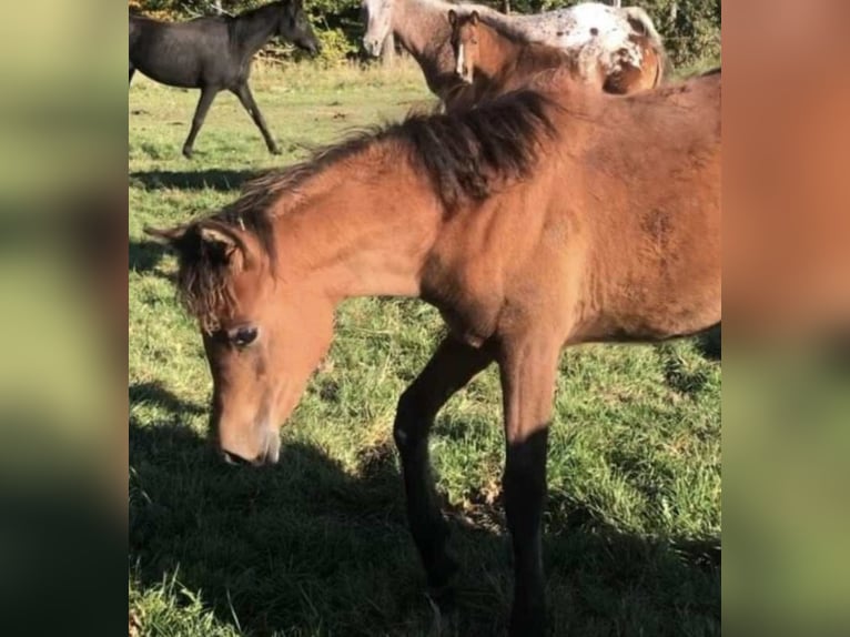 Arabe égyptien Jument 2 Ans 150 cm Rabicano in Haunetal
