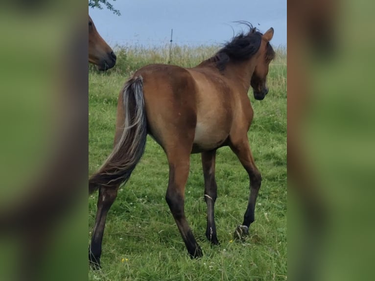 Arabe égyptien Jument 2 Ans 150 cm Rabicano in Haunetal