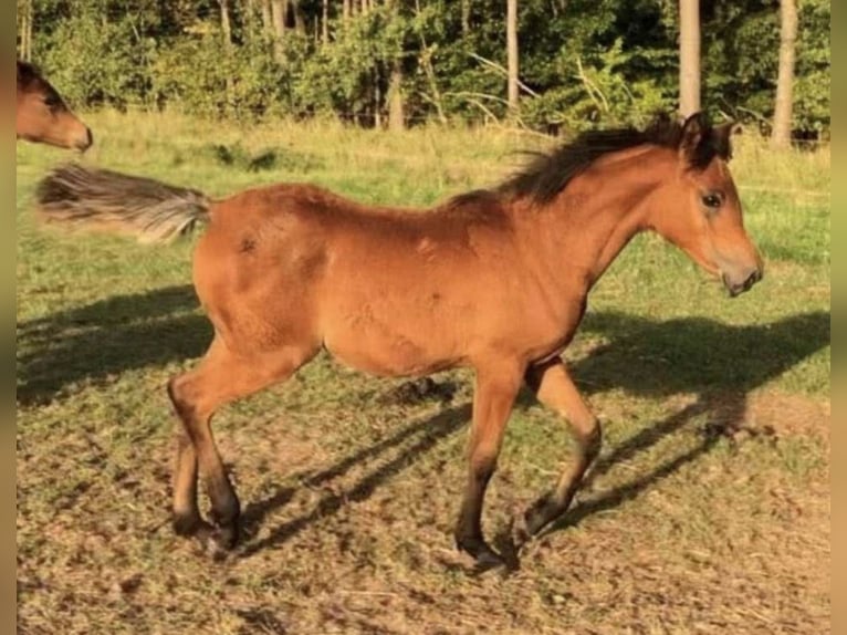 Arabe égyptien Jument 2 Ans 150 cm Rabicano in Haunetal