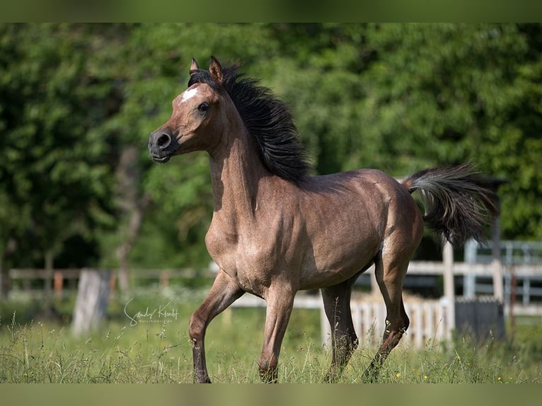 Arabe égyptien Jument 2 Ans 153 cm Peut devenir gris in Blankenhain
