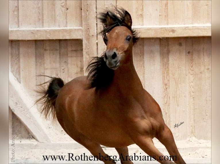 Arabe égyptien Jument 2 Ans 154 cm Bai in Monheim