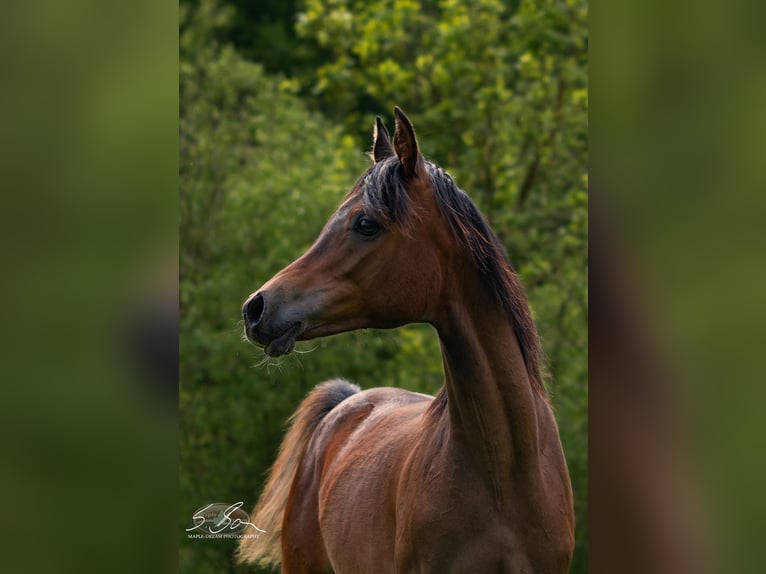 Arabe égyptien Jument 2 Ans 154 cm Bai in Biesdorf