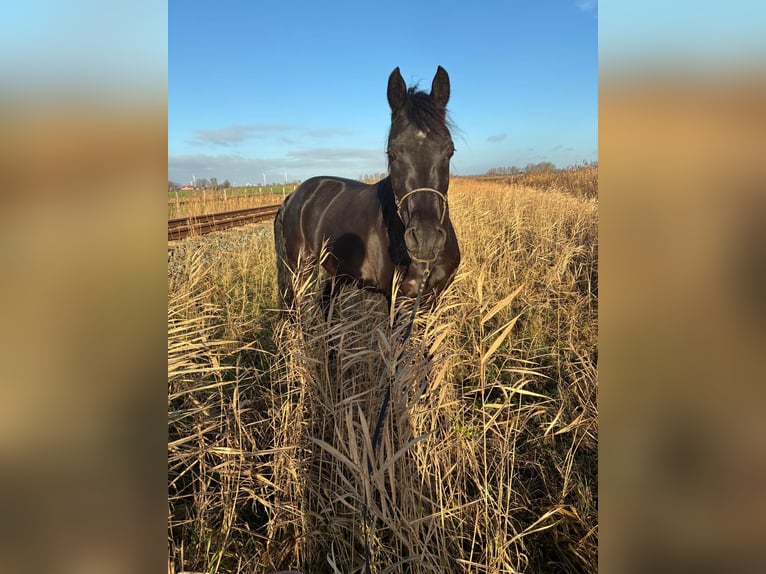 Arabe égyptien Jument 3 Ans 150 cm Noir in Witzwort